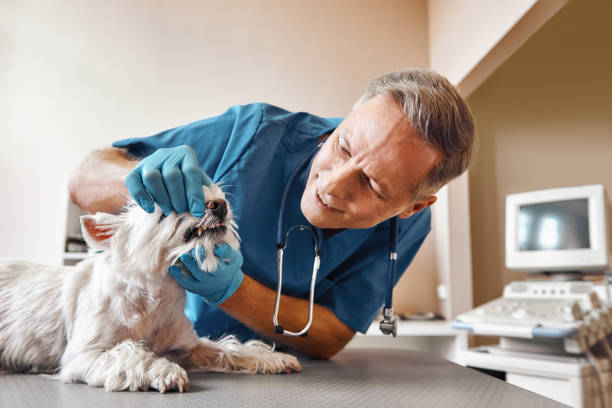 Best Emergency Gum Treatment in Rkville, PA